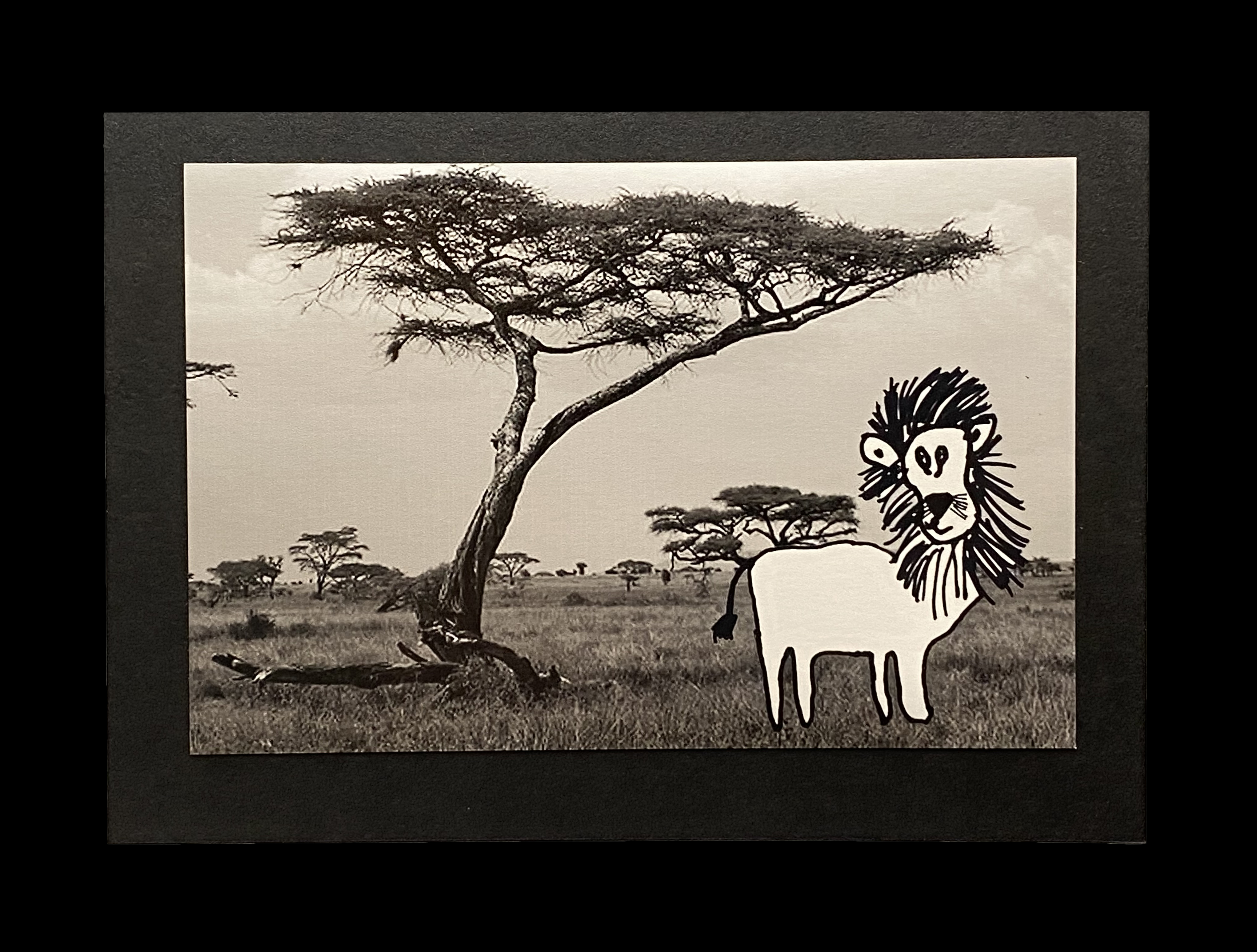 Serengeti Lion Card by Amy