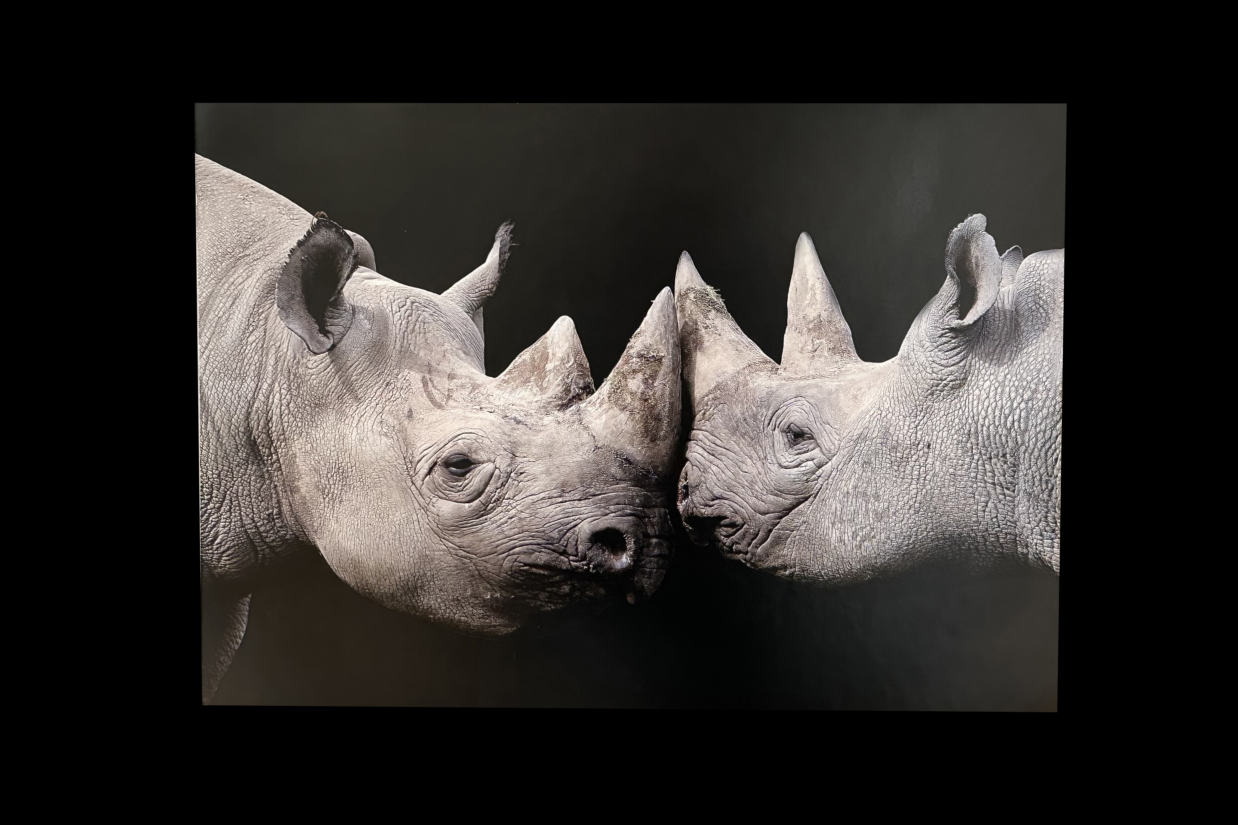 Photograph of Black Rhinos - Etosha (Namibia) by Michael Sheridan