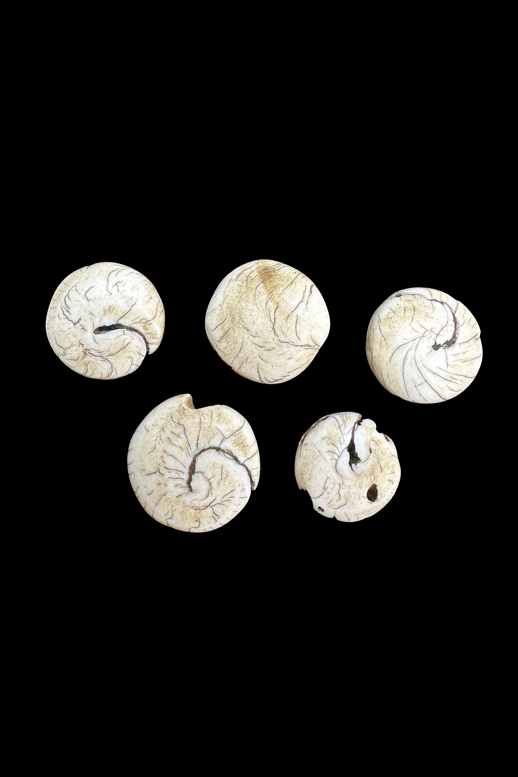 Group of 5 Conch Shells - Nepal/Tibet