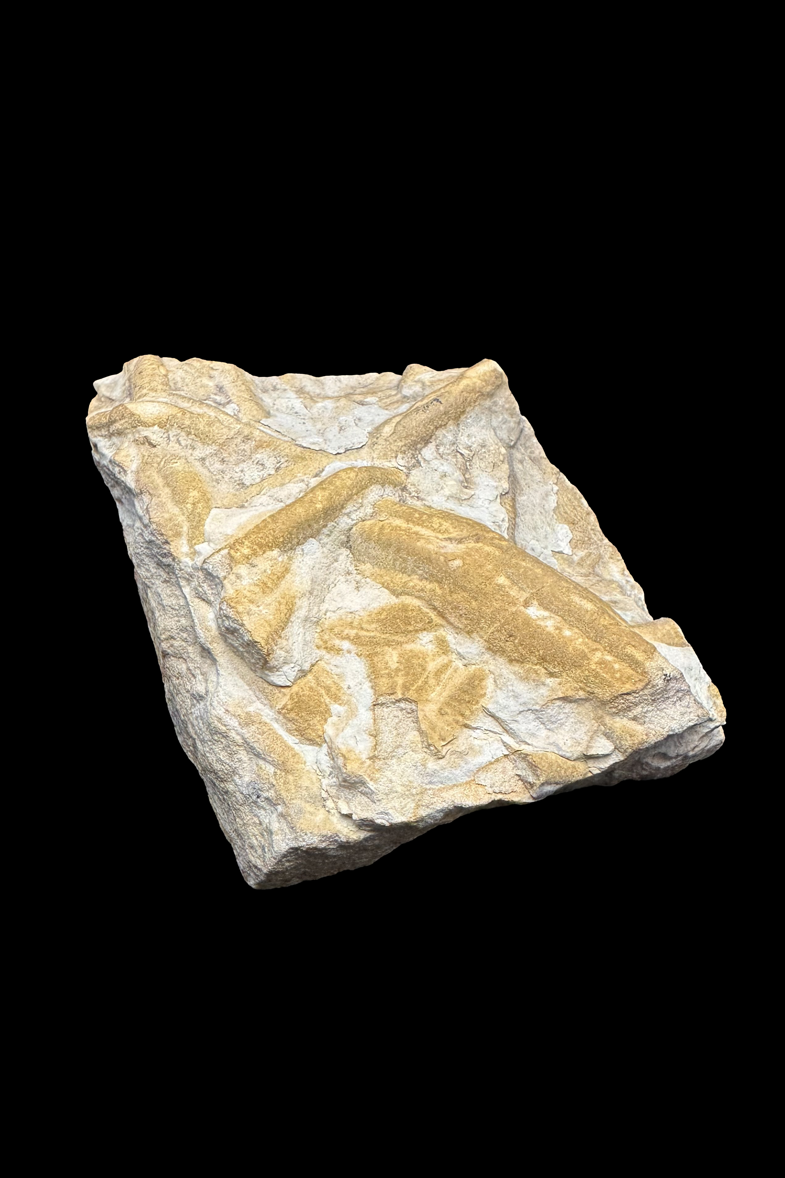Fossil - North Africa