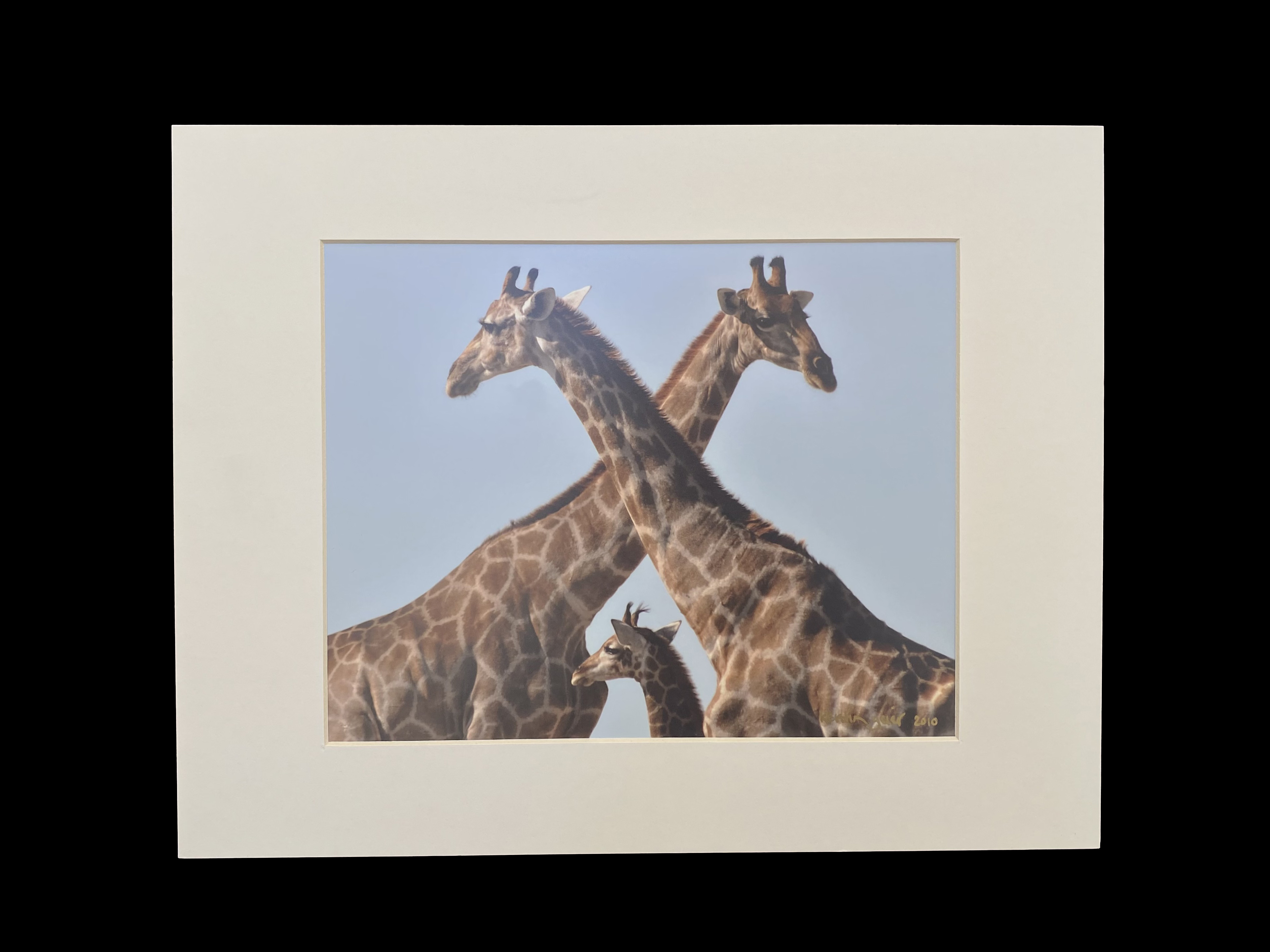 Photograph by Kerstin Geier entitled Giraffe Threesome, Etosha Pan, Namibia
