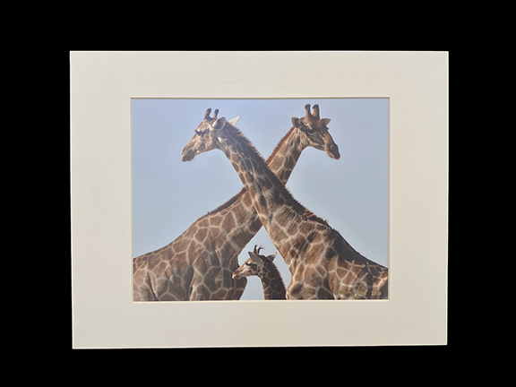 Giraffe-Threesome--Etosha--Kerstin-Geierrev