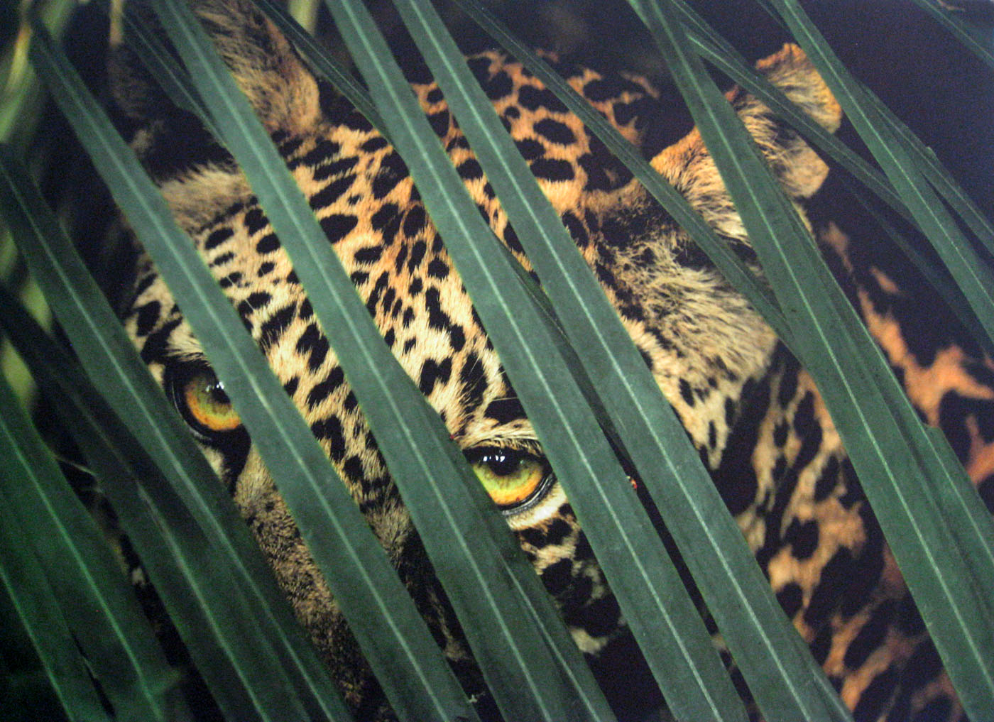 Framed and signed photograph by Beverly Joubert - From the cover of the Joubert Book 