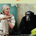 Archives > Jane Goodall
