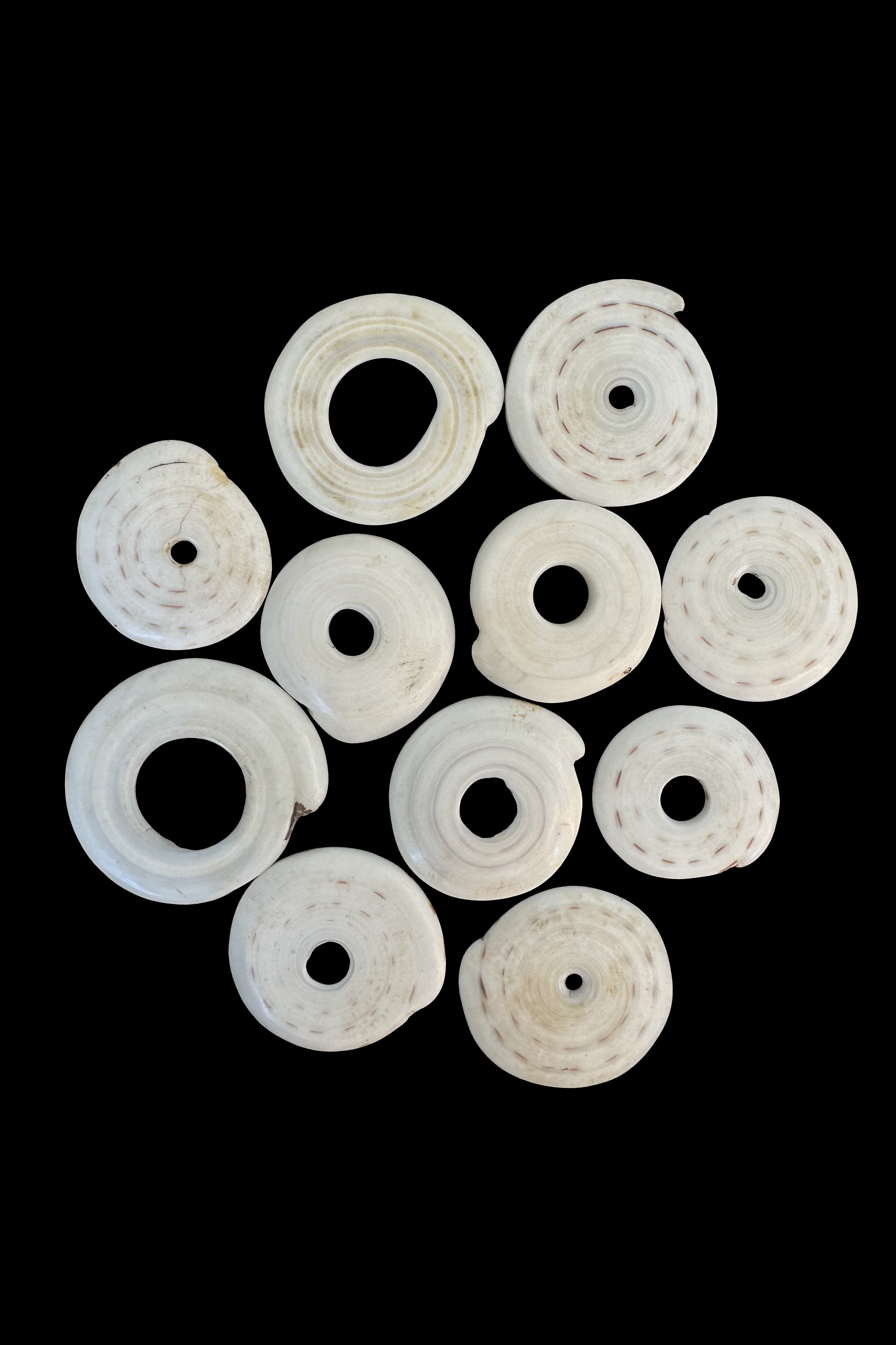 Group of 11 Conus Currency Shells - Papua New Guinea