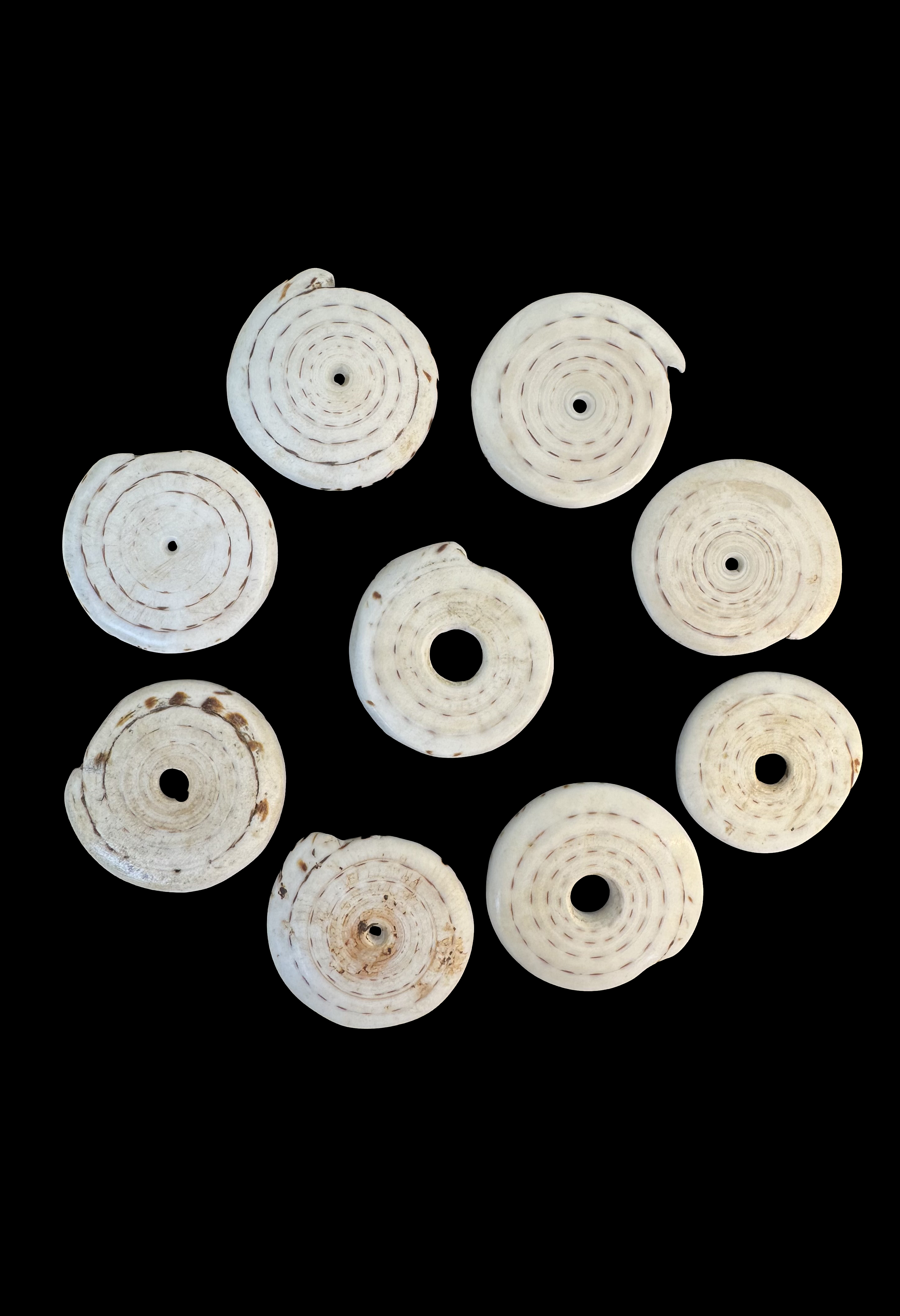 Group of 9 Conus Currency Shells - Papua New Guinea