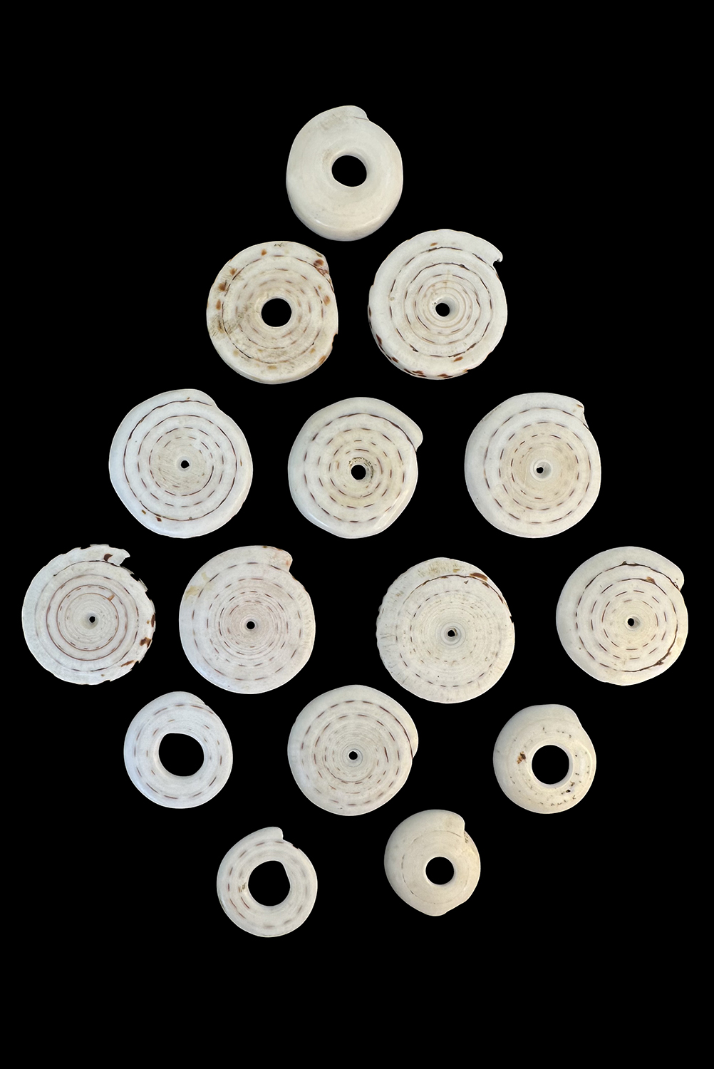 PNGShells30IMG_2529th
