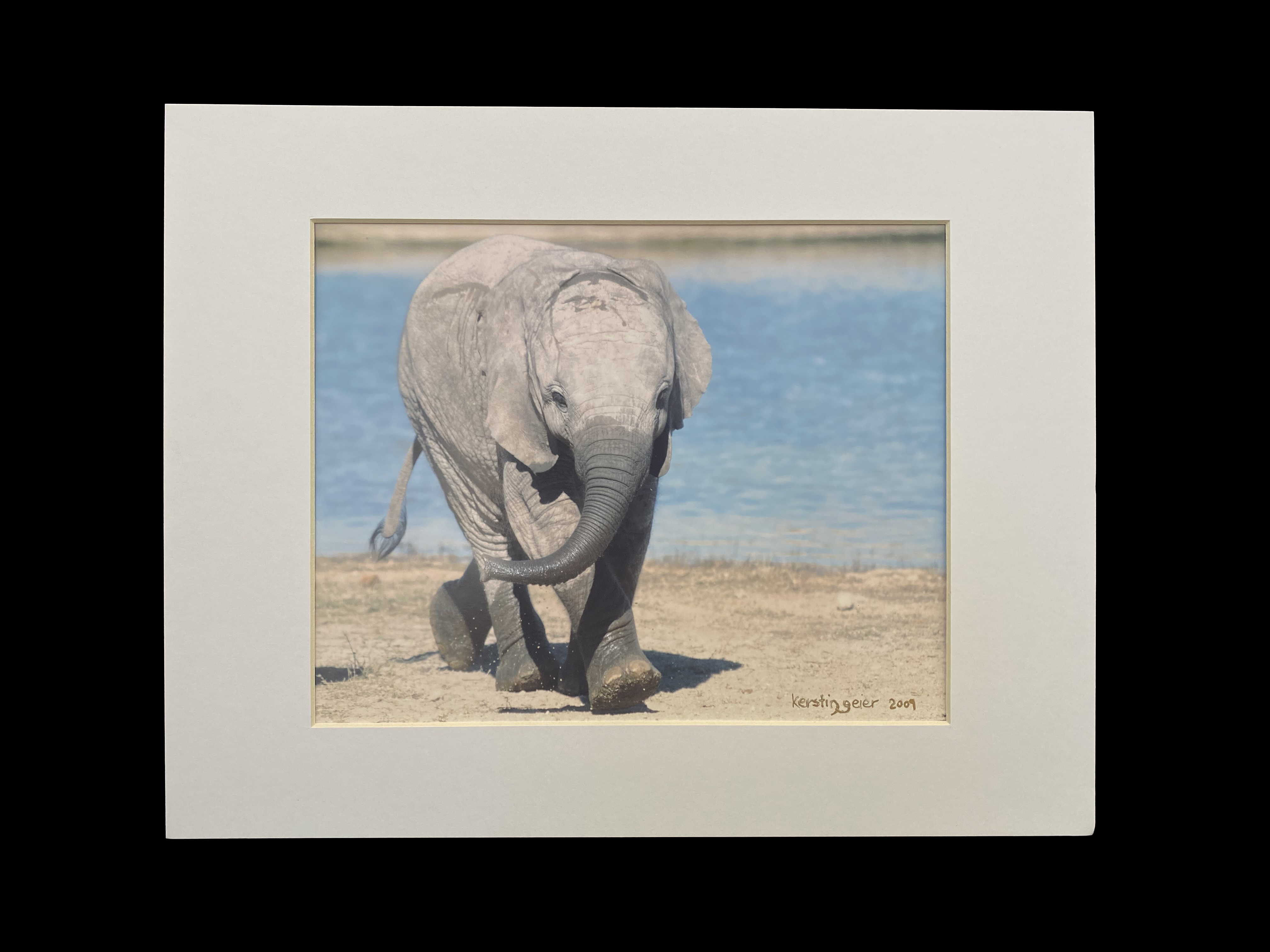 Photograph by Kerstin Geier entitled  Young Elephant,Kruger Park, South Africa 