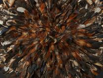 Feathered Hat/Headdress - Bamileke people - Cameroon - Sold 1