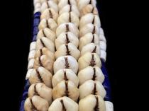 Cowrie Shell and Beaded Belt - Kuba People, D.R. Congo - Sold 8