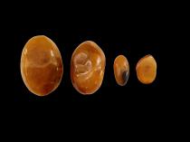 Set of 4 Baltic Amber Pieces