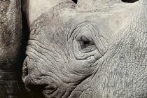 Photograph of Black Rhinos - Etosha (Namibia) by Michael Sheridan 1