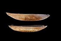 Horizontal Bone Pendant Beads - Lega People, D.R. Congo 1