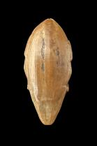 Set of 3 Carved Wooden Amulets - D.R. Congo - On Reserve 5