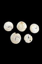 Group of 5 Conch Shells - Nepal/Tibet