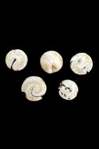 Group of 5 Conch Shells - Nepal/Tibet 1