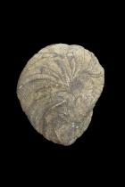 Cephalopod Fossil - North Africa