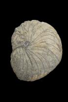 Cephalopod Fossil - North Africa 1