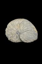 Cephalopod Fossil - North Africa 2