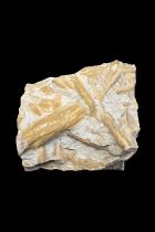 Fossil - North Africa 1