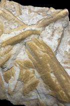 Fossil - North Africa 2