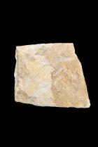 Fossil - North Africa 3