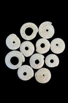 Group of 11 Conus Currency Shells - Papua New Guinea
