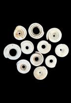 Group of 11 Conus Currency Shells - Papua New Guinea 2
