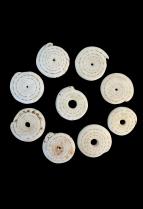 Group of 9 Conus Currency Shells - Papua New Guinea
