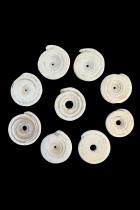 Group of 9 Conus Currency Shells - Papua New Guinea 1
