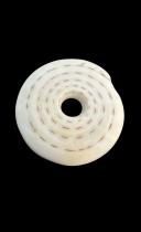 Group of 9 Conus Currency Shells - Papua New Guinea 2