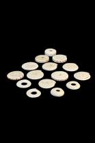 Group of 15 Conus Currency Shells - Papua New Guinea 2