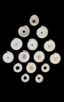 Group of 15 Conus Currency Shells - Papua New Guinea 3