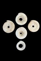 Group of 5 Conus Currency Shells - Papua New Guinea 1