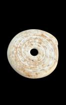 Group of 5 Conus Currency Shells - Papua New Guinea 3