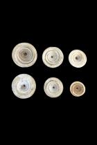 Group of 6 Conical Conus Currency Shells - Papua New Guinea 1