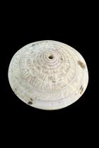 Group of 6 Conical Conus Currency Shells - Papua New Guinea 2