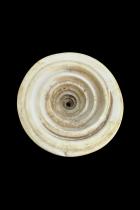 Group of 6 Conical Conus Currency Shells - Papua New Guinea 3