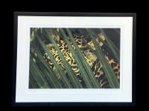 Framed and signed photograph by Beverly Joubert - From the cover of the Joubert Book 